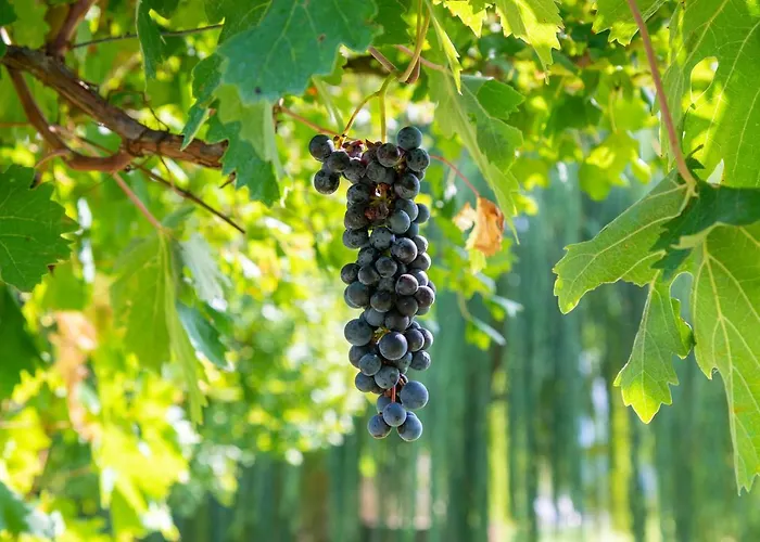 Villa Brolio Quinto, Ideale Per Famiglie Castiglion Fiorentino